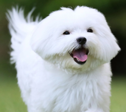 Maltese